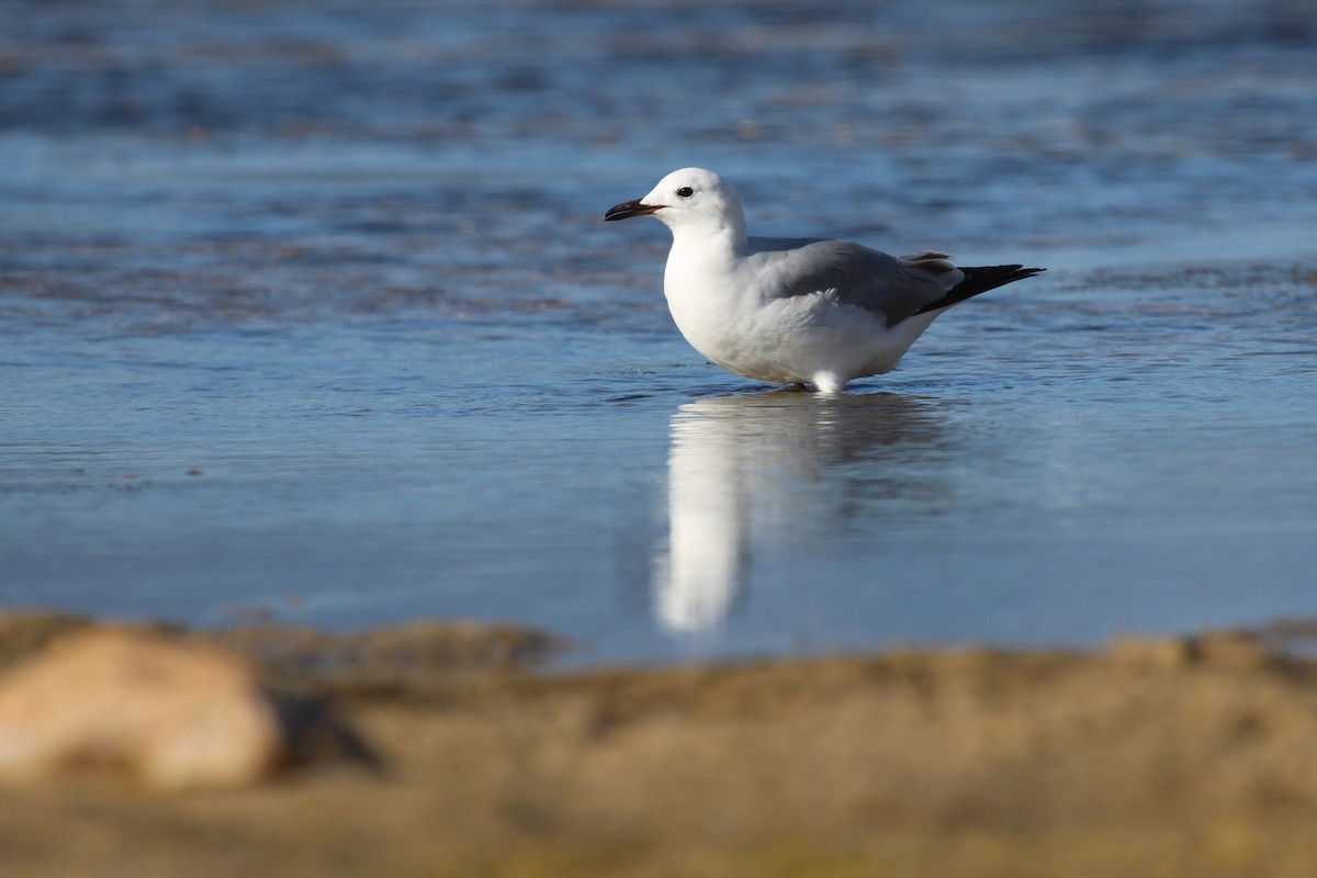 Hartlaub's Gull - ML646798084