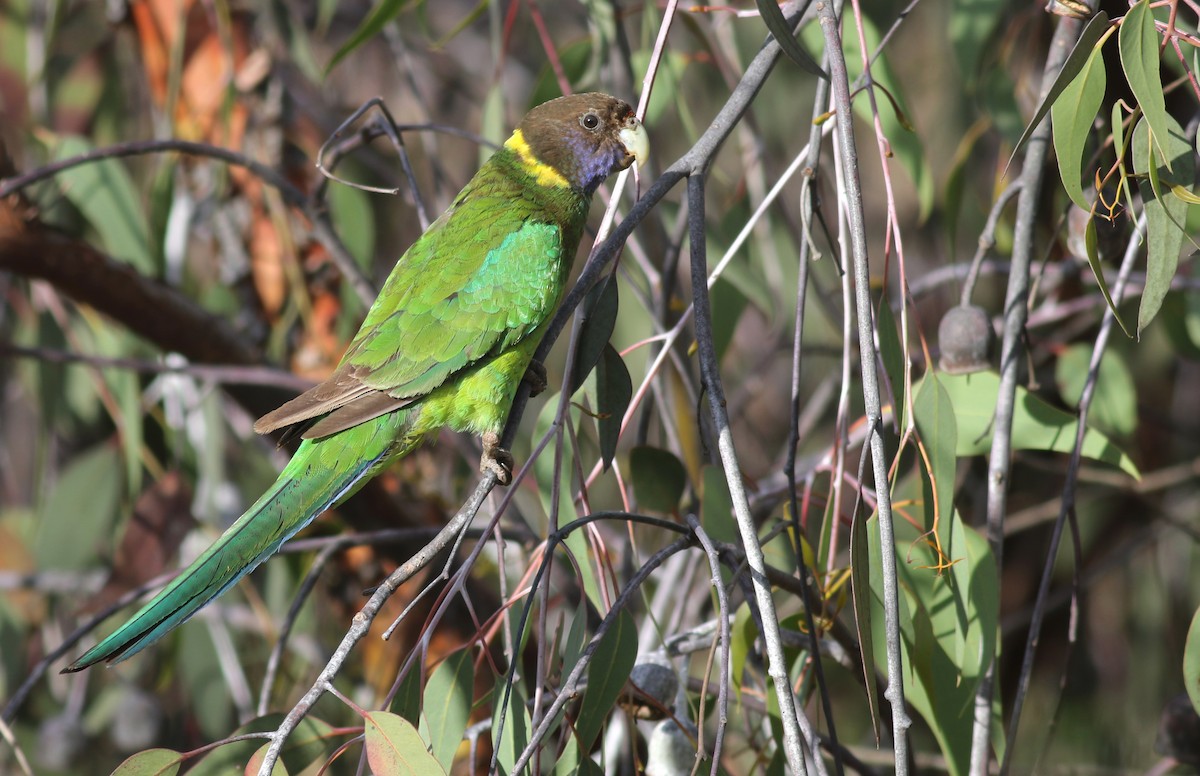 Australian Ringneck (Twenty-eight) - ML646798085