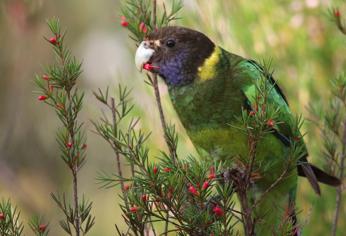 Australian Ringneck (Twenty-eight) - ML646798086