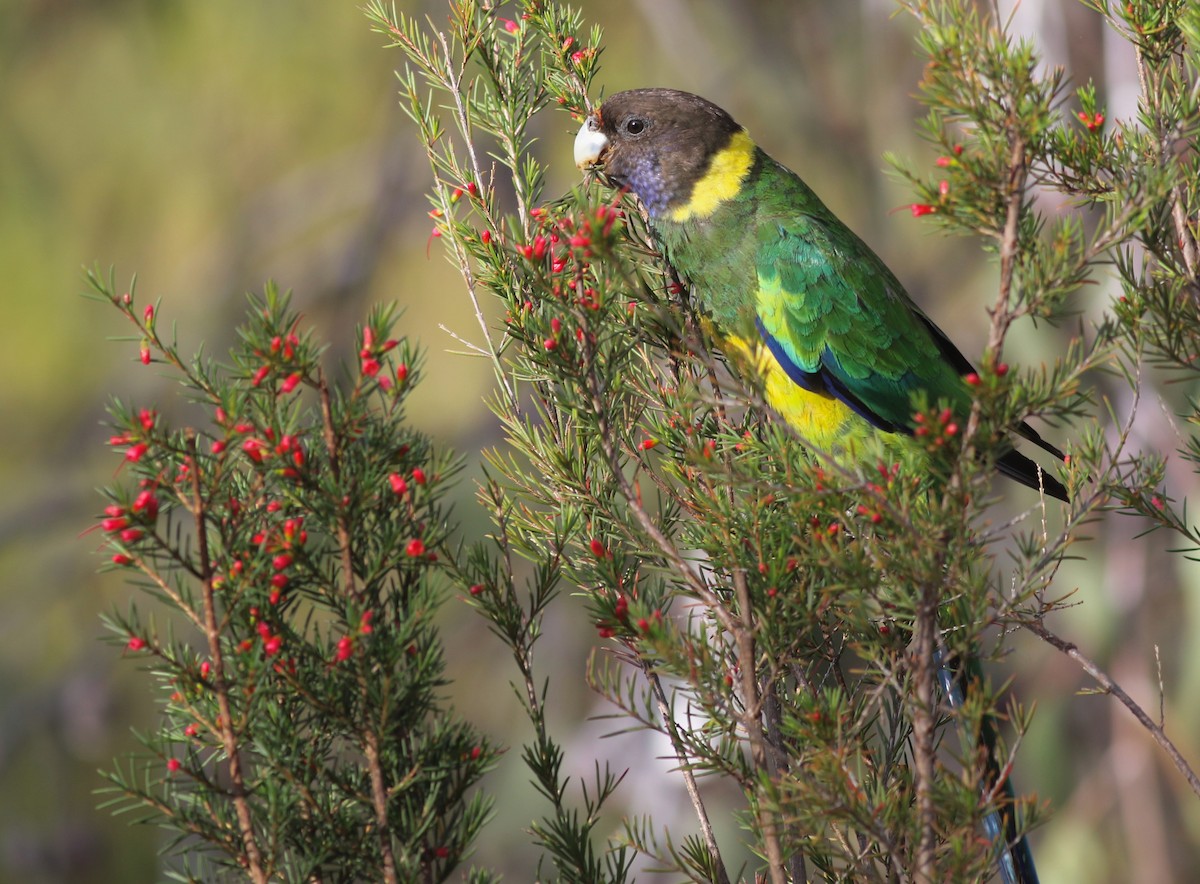 Australian Ringneck (Twenty-eight) - ML646798087