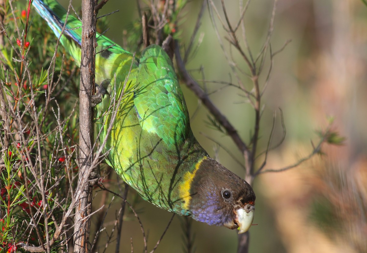 Australian Ringneck (Twenty-eight) - ML646798088