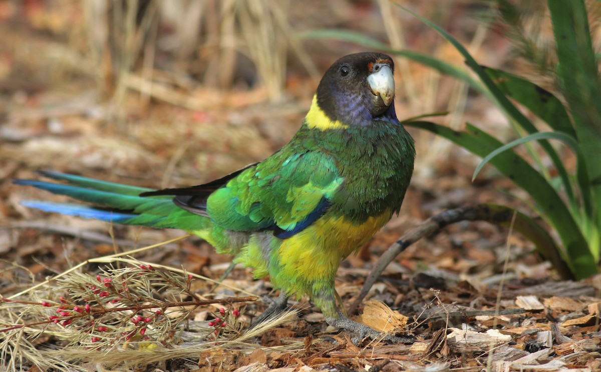 Australian Ringneck (Twenty-eight) - ML646798089