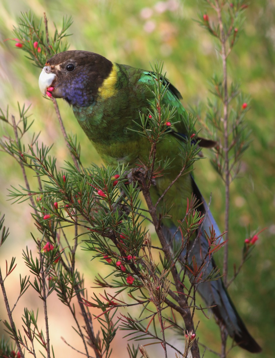 Australian Ringneck (Twenty-eight) - ML646798090