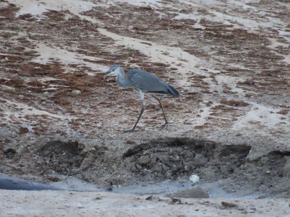 Серая цапля - ML646798091