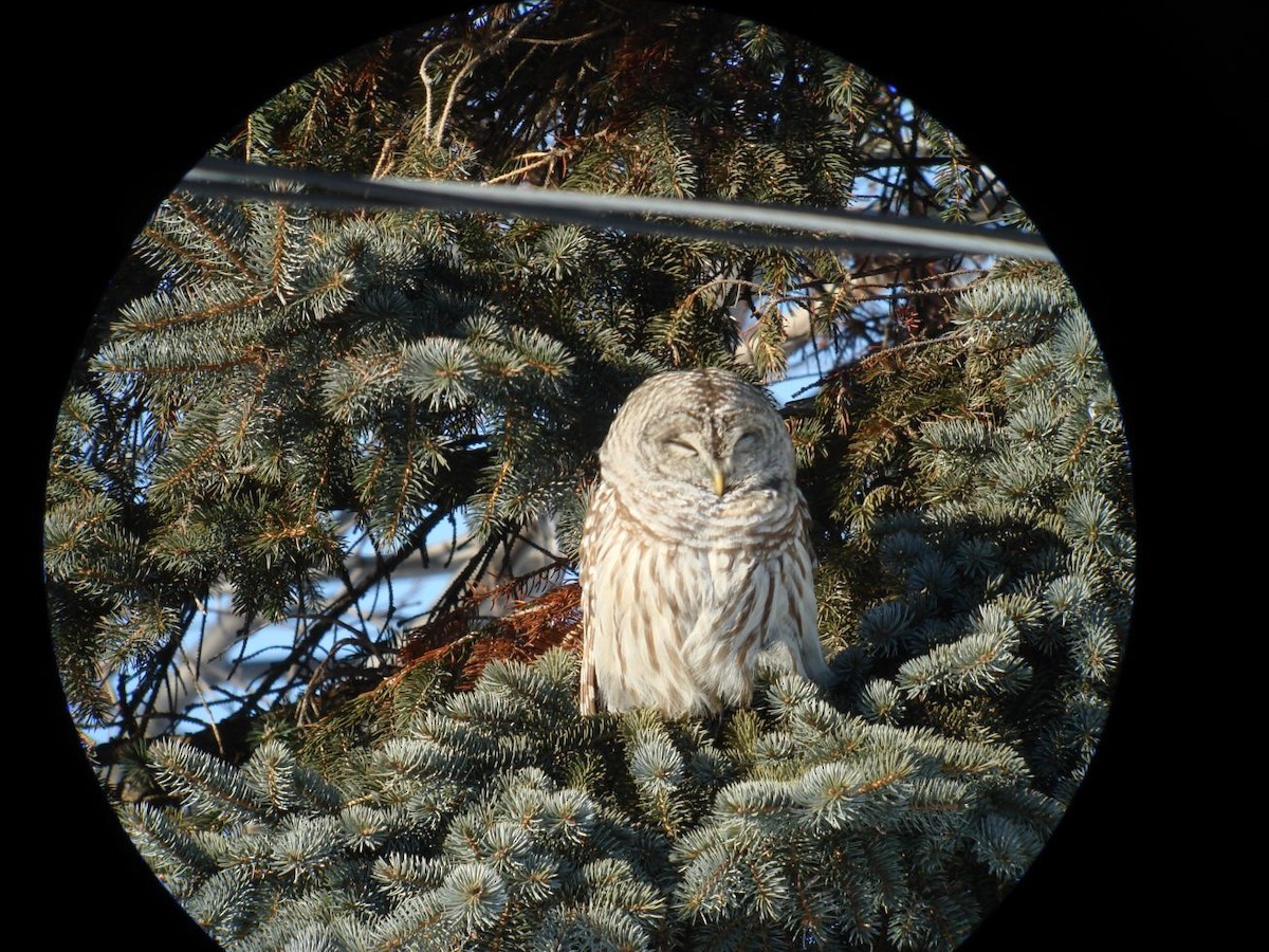 Barred Owl - ML646798092