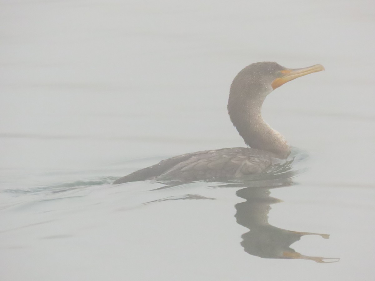 Cormoran à aigrettes - ML646798093