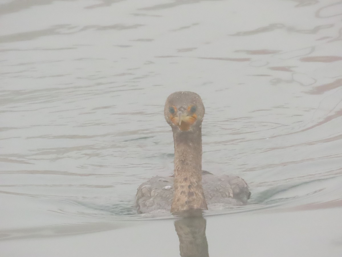 Cormoran à aigrettes - ML646798094