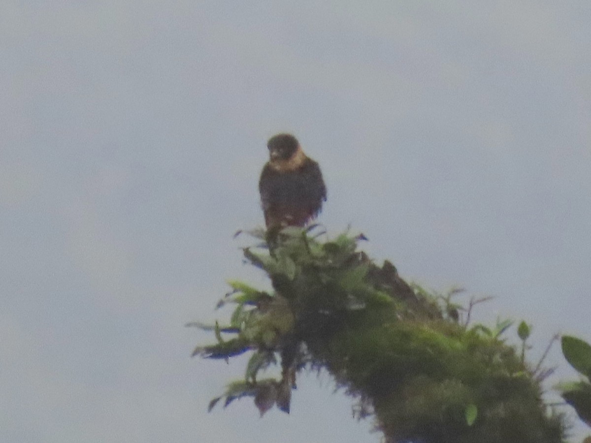 Bat Falcon - ML646798095