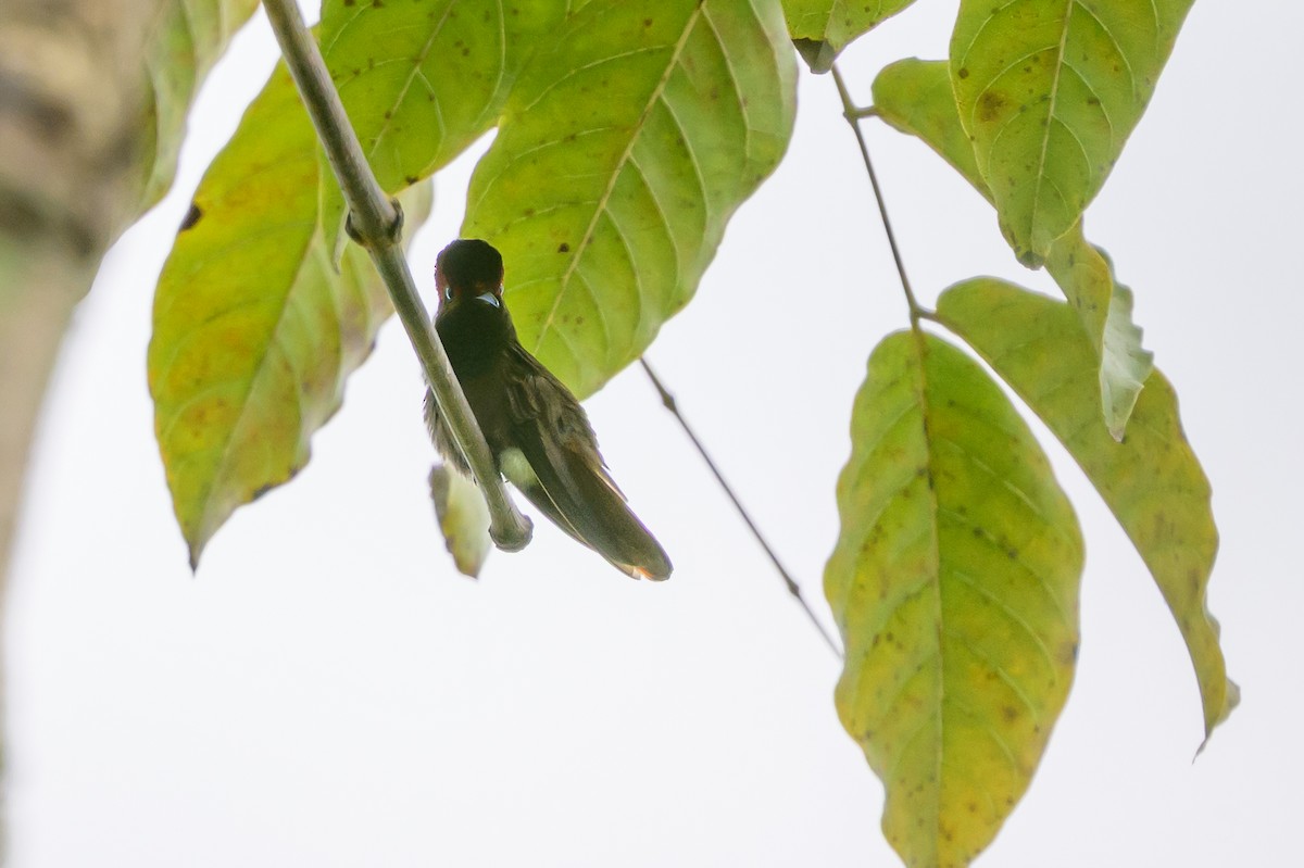 Ruby-topaz Hummingbird - ML646798096