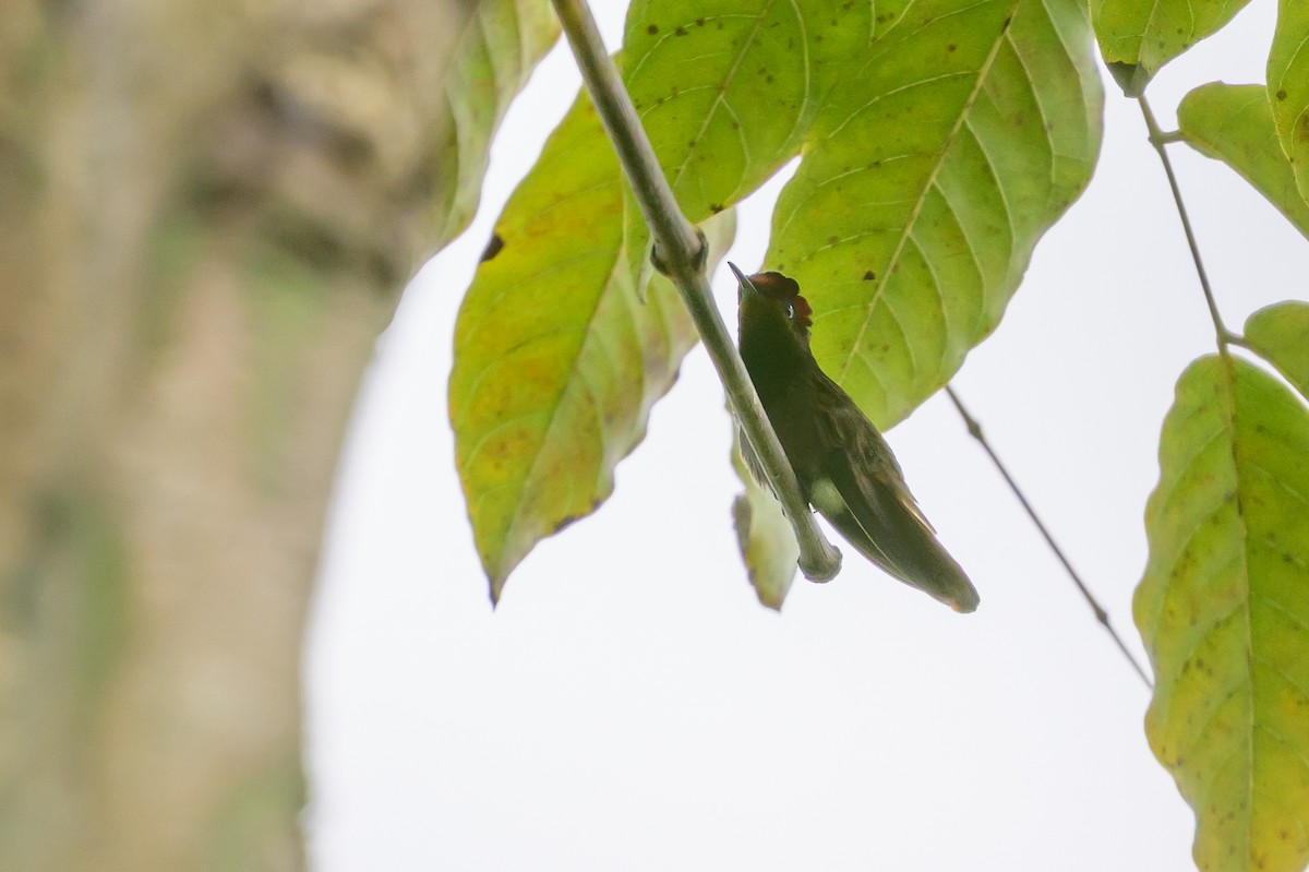 Ruby-topaz Hummingbird - ML646798097