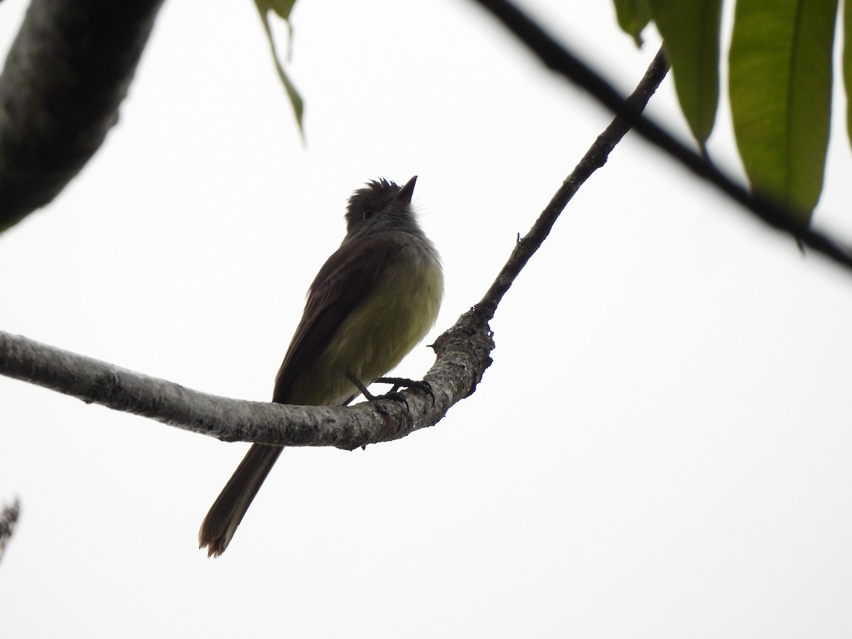 Dusky-capped Flycatcher - ML646798098
