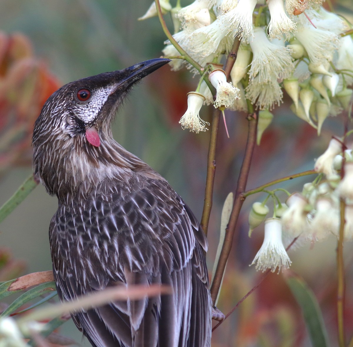 Red Wattlebird - ML646798099