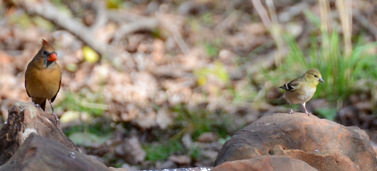 American Goldfinch - ML646798100