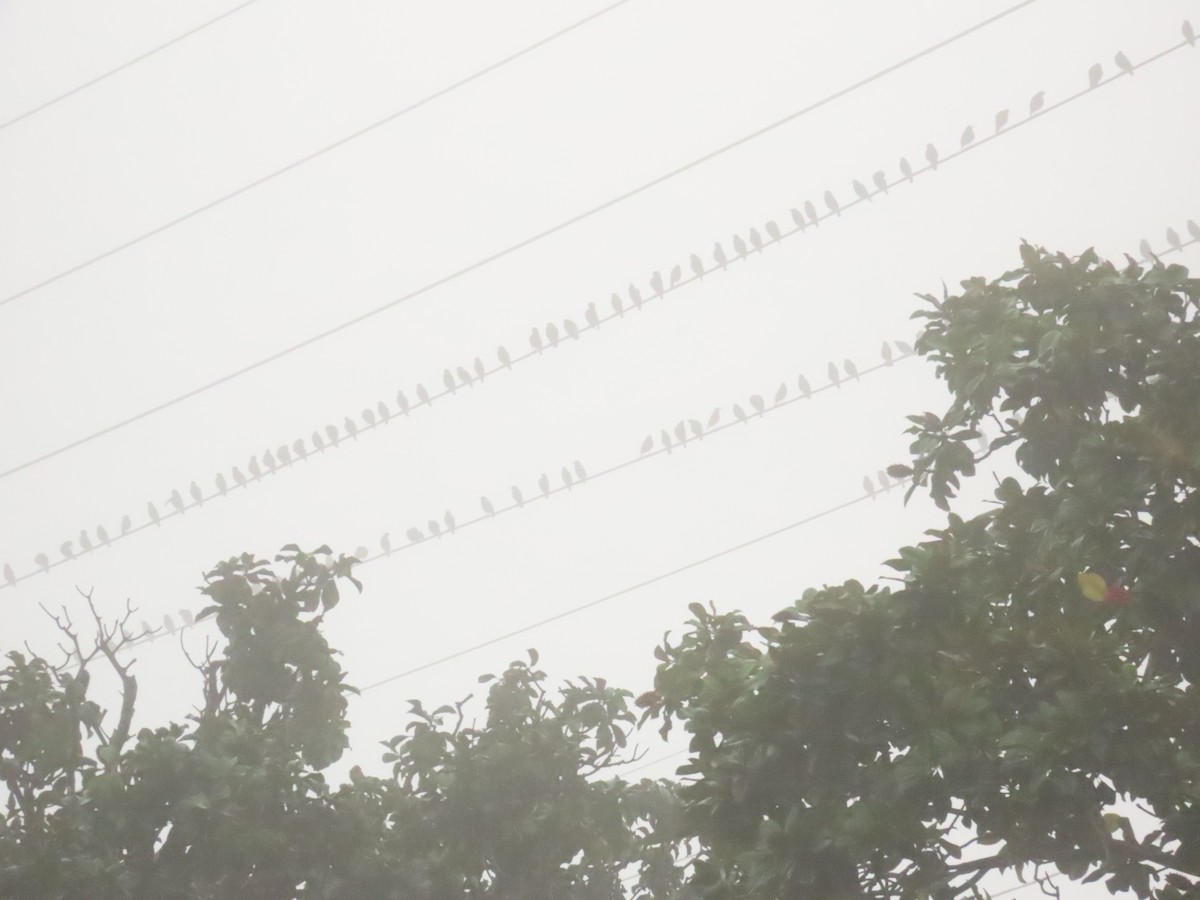 European Starling - ML646798101