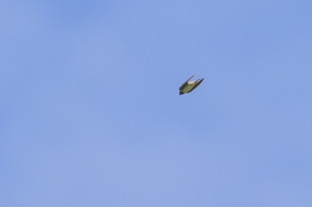 Cliff Swallow - ML646798103