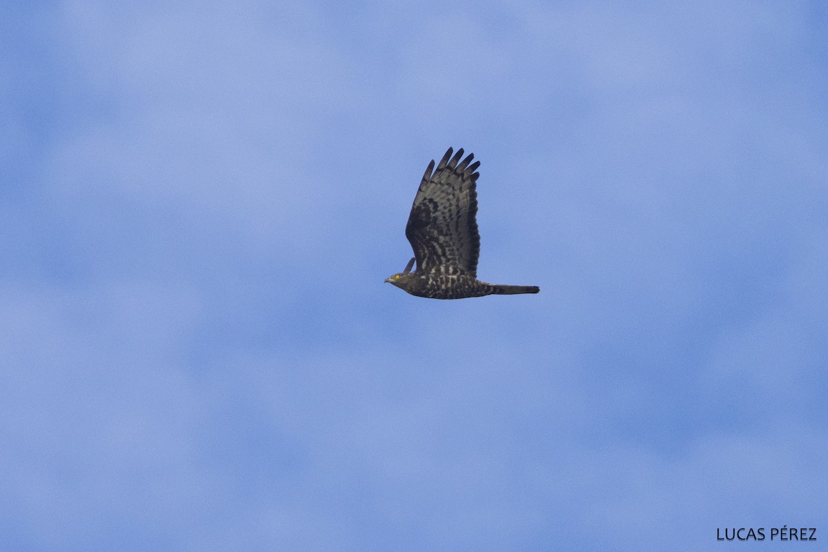 European Honey-buzzard - ML646798104