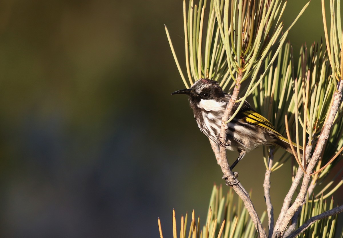 White-cheeked Honeyeater - ML646798105