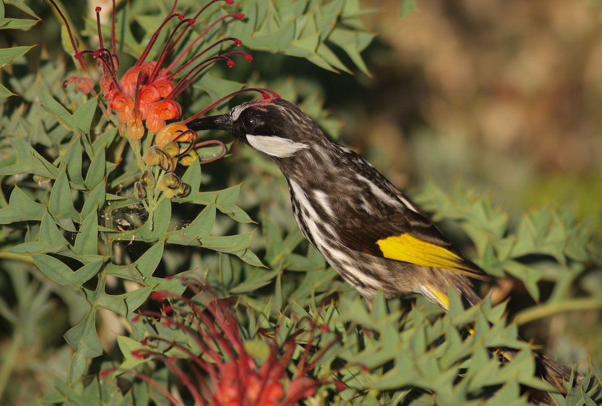 White-cheeked Honeyeater - ML646798106
