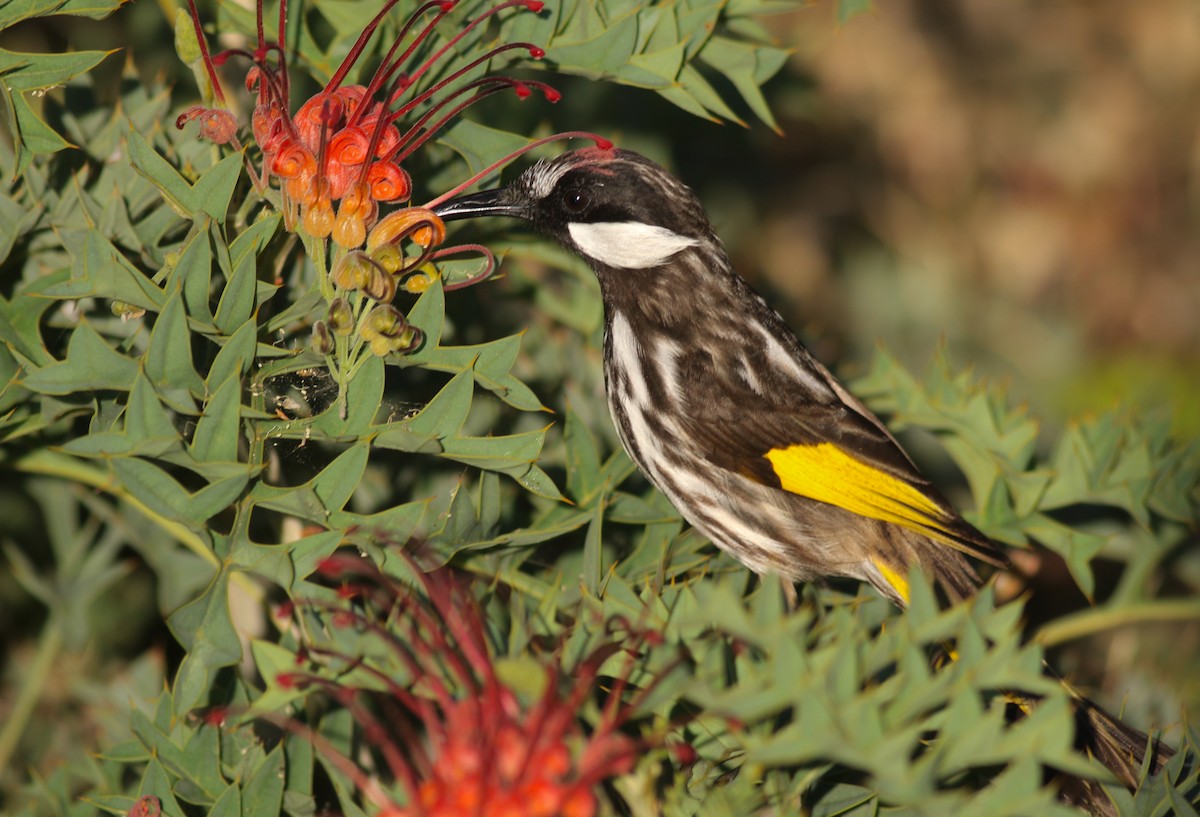 White-cheeked Honeyeater - ML646798107