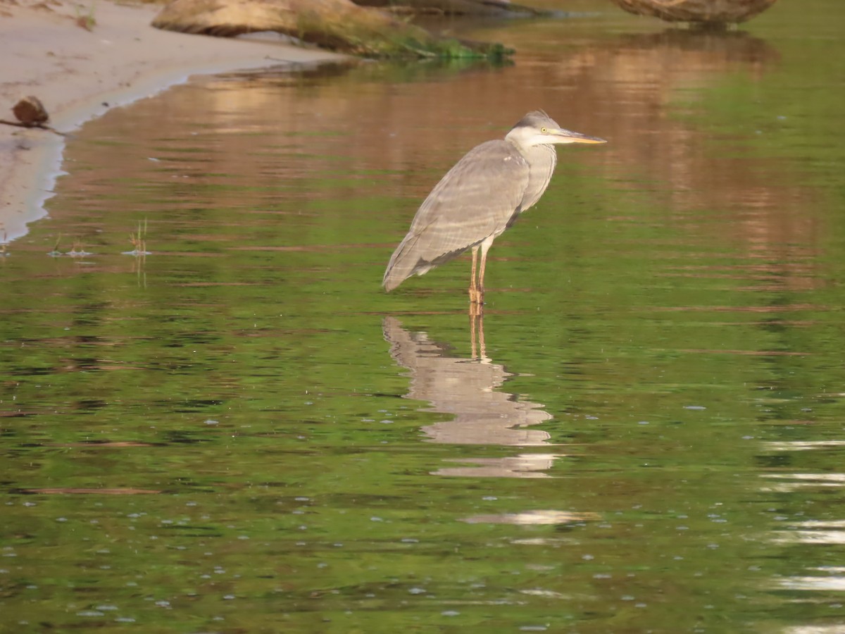 Gray Heron - ML646798108