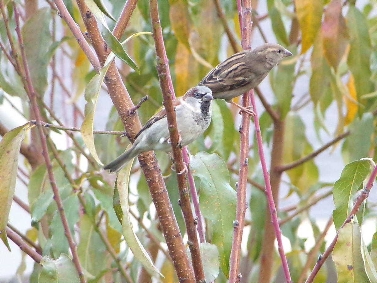House Sparrow - ML646798110