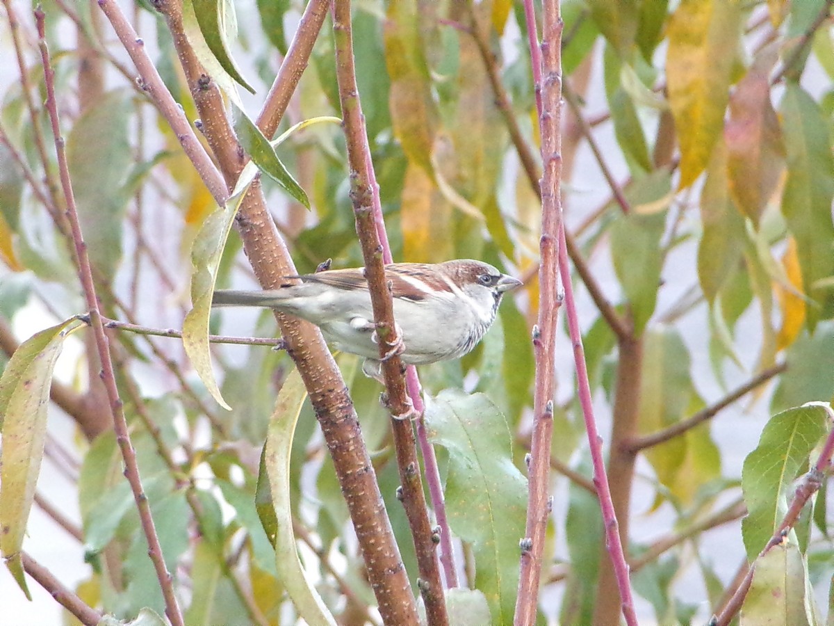 House Sparrow - ML646798111