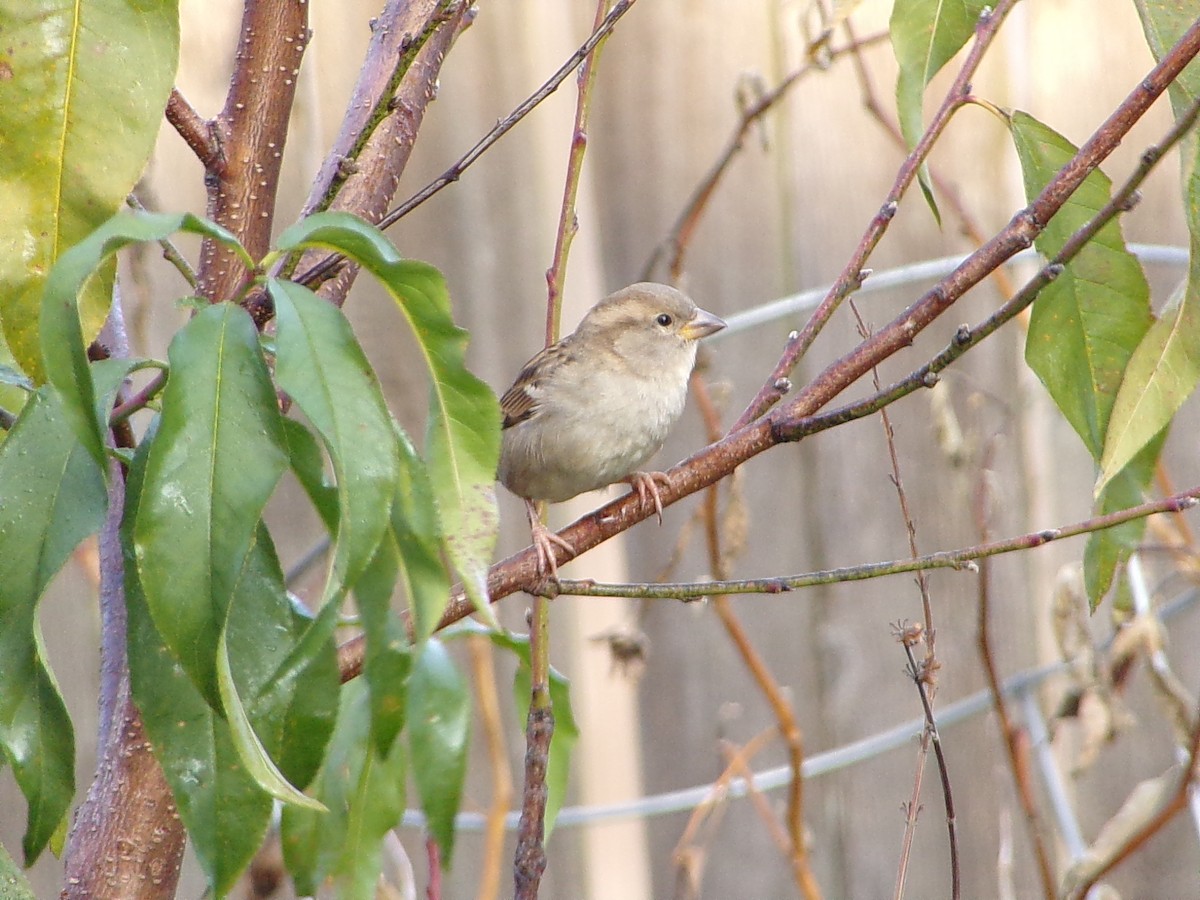 House Sparrow - ML646798112