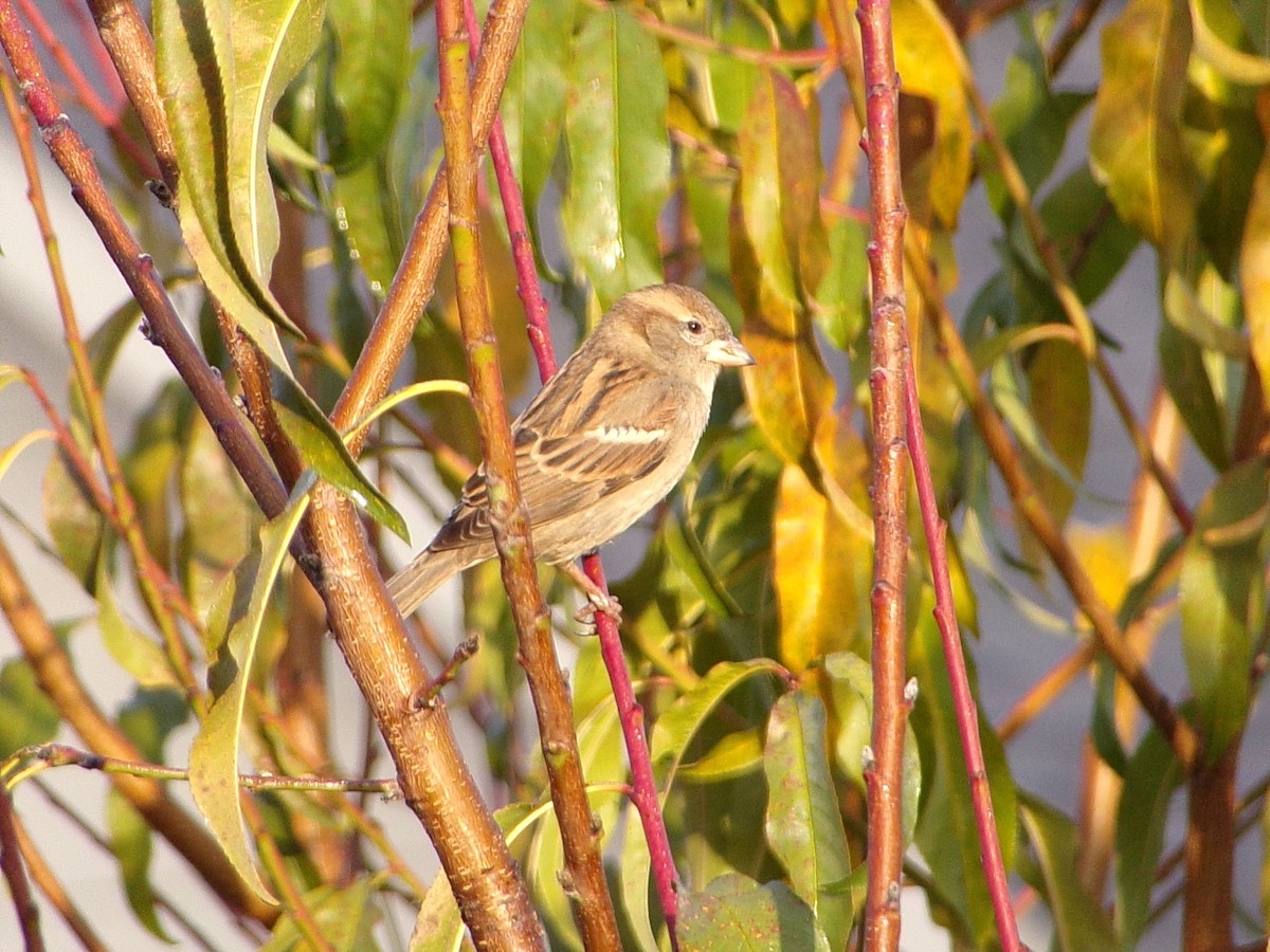 House Sparrow - ML646798113
