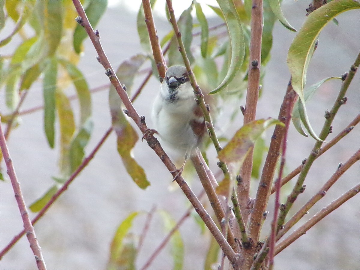 House Sparrow - ML646798114