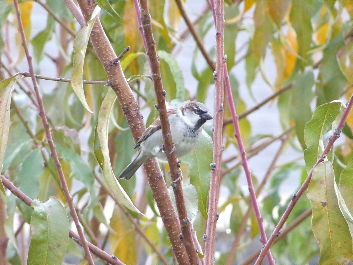 House Sparrow - ML646798115