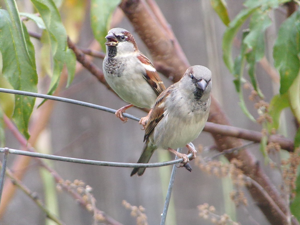 House Sparrow - ML646798117