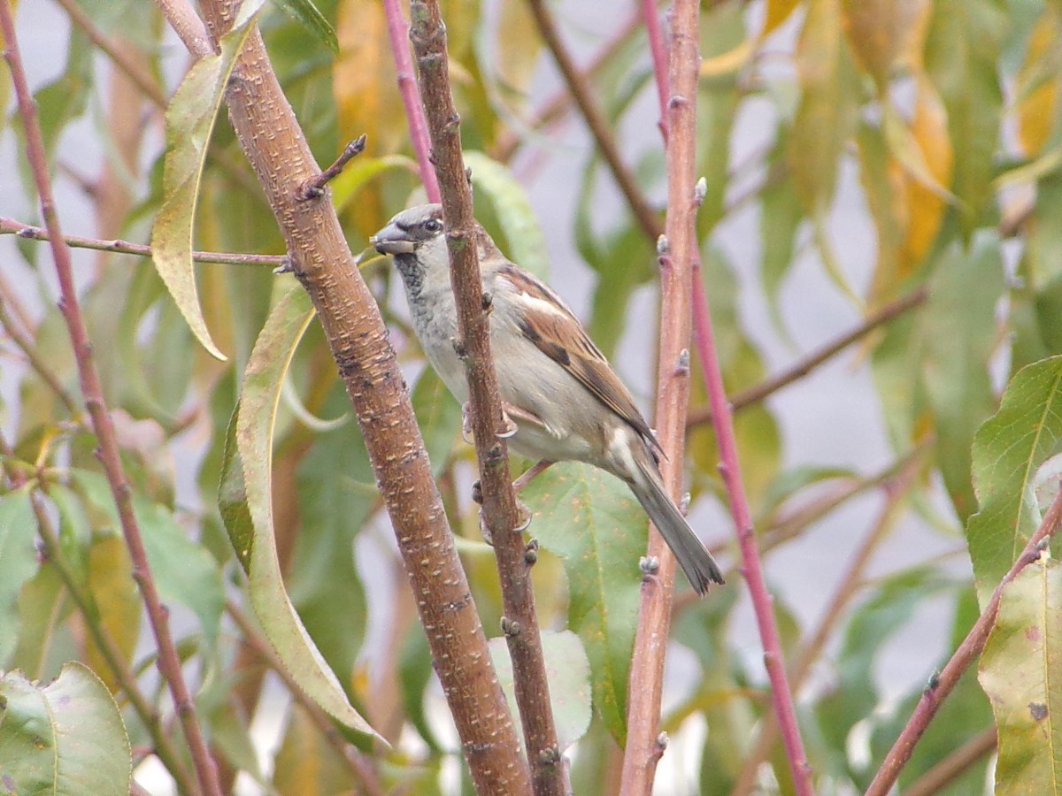 House Sparrow - ML646798118