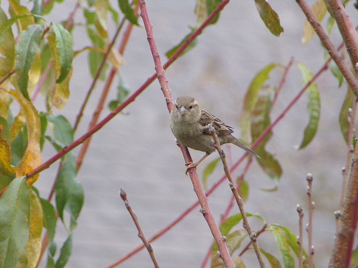 House Sparrow - ML646798119