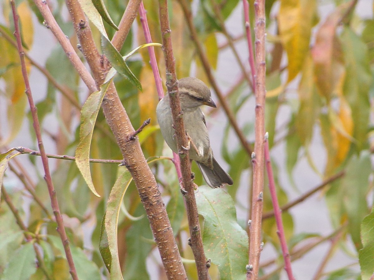 House Sparrow - ML646798120