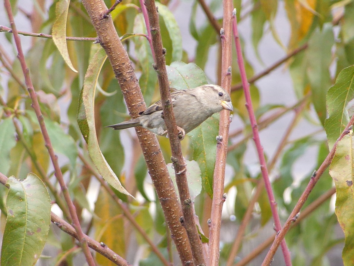 House Sparrow - ML646798121