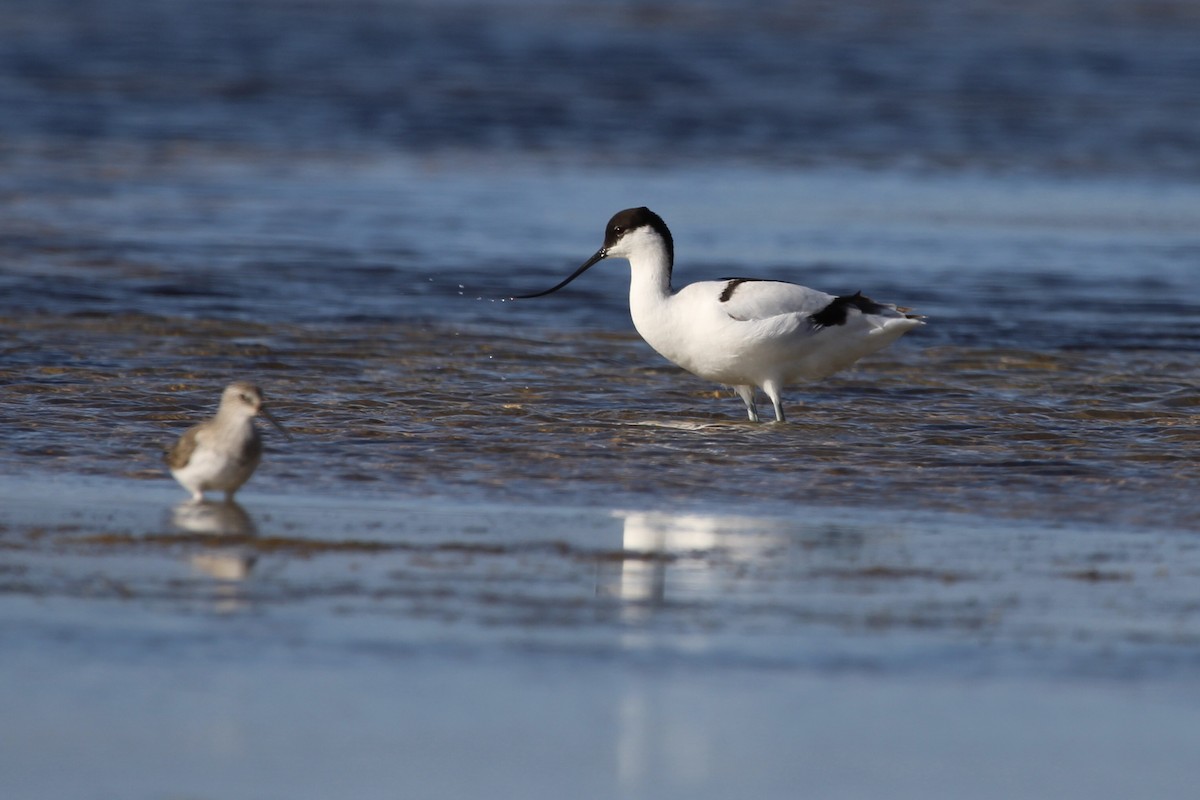 Шилоклювка - ML646798122