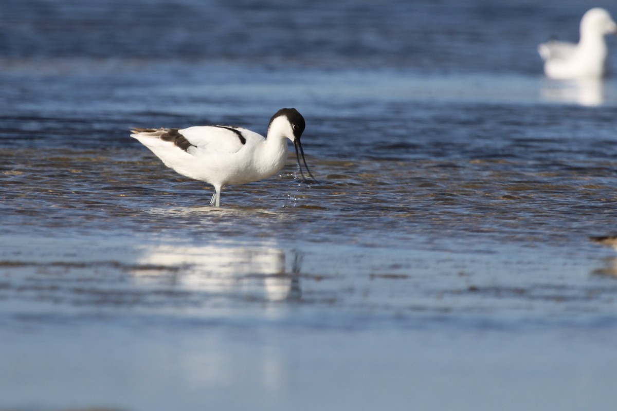 Шилоклювка - ML646798123