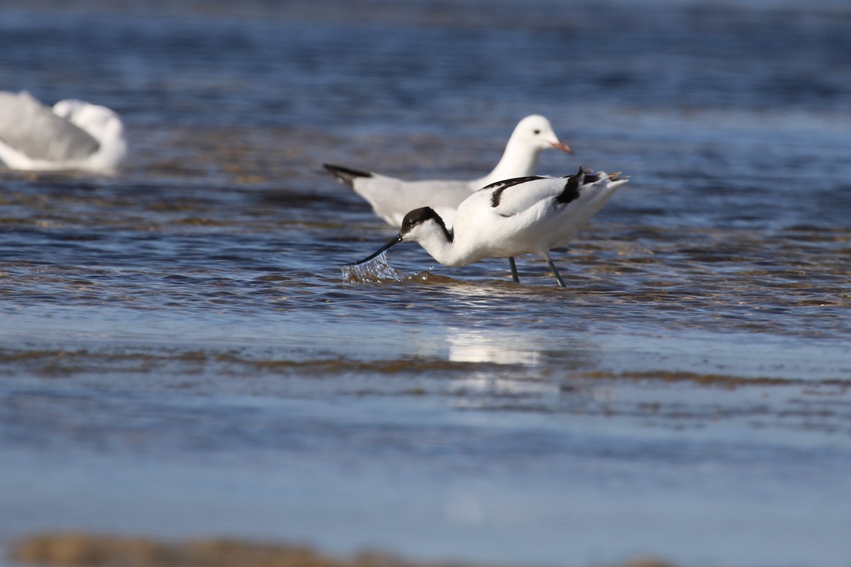 Шилоклювка - ML646798124