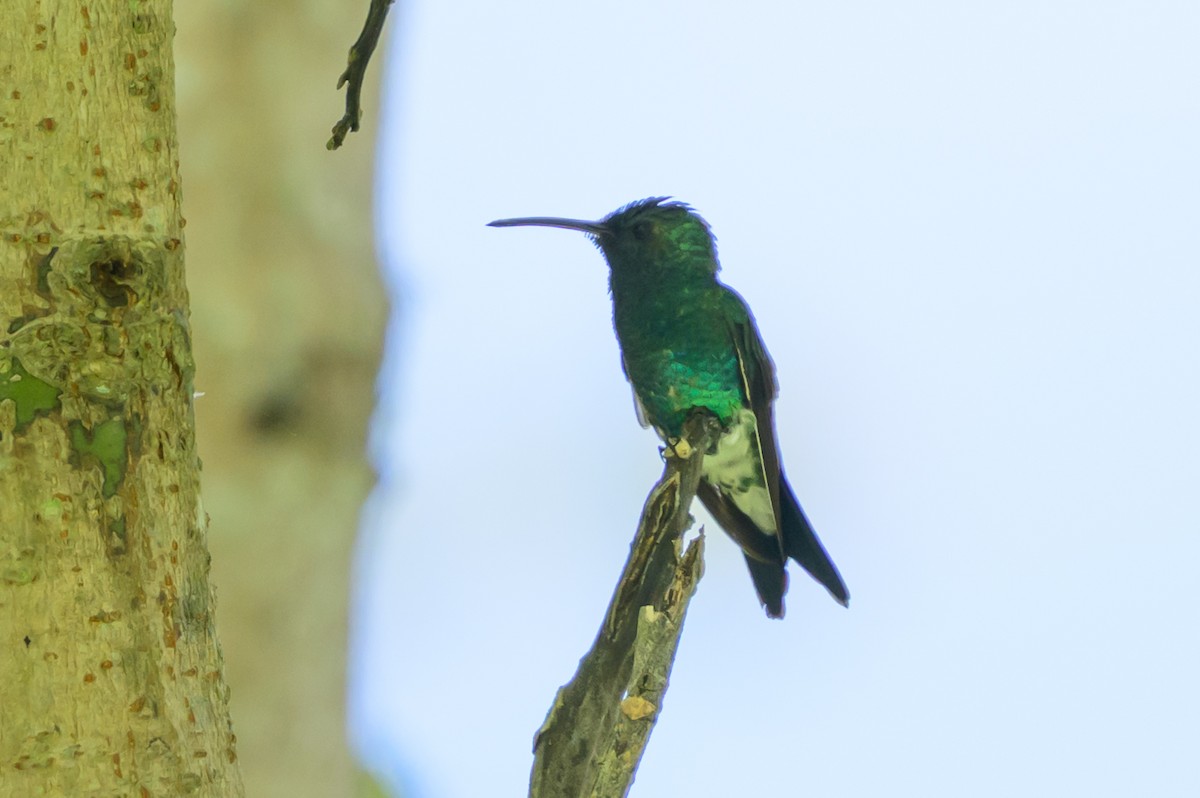 Red-billed Emerald - ML646798125