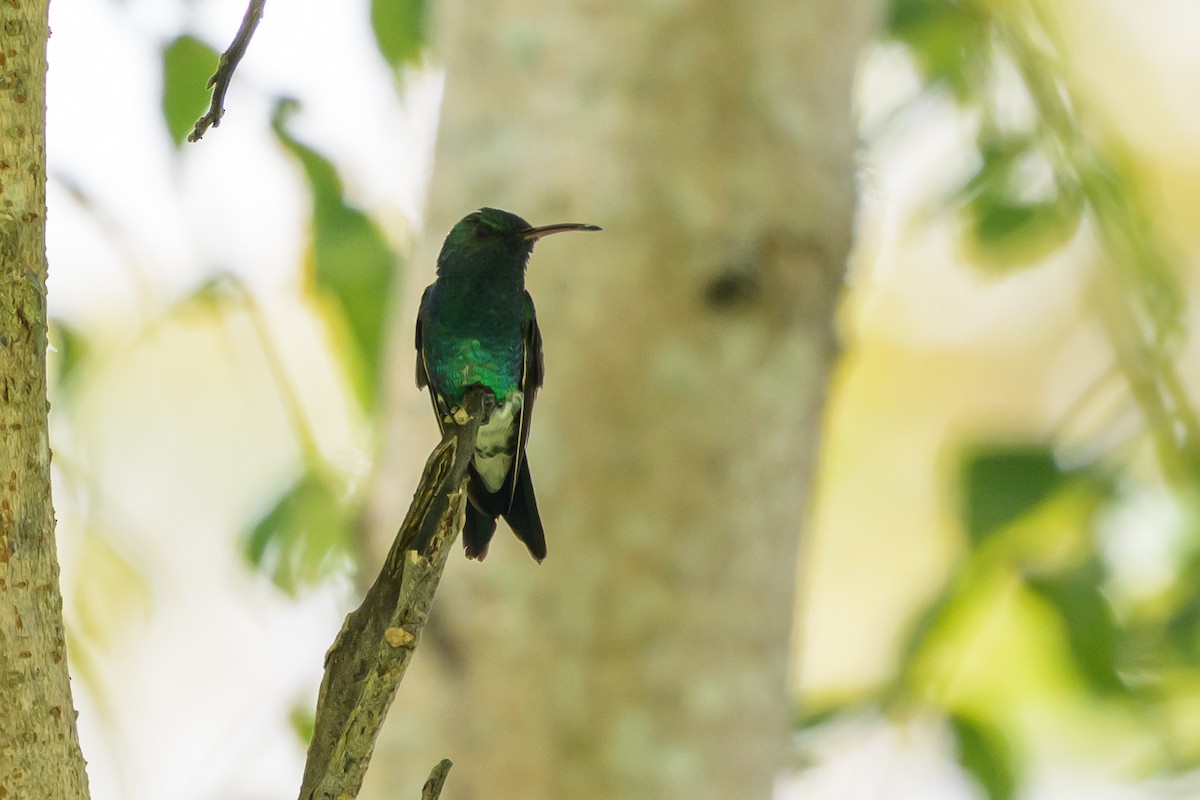 Red-billed Emerald - ML646798126