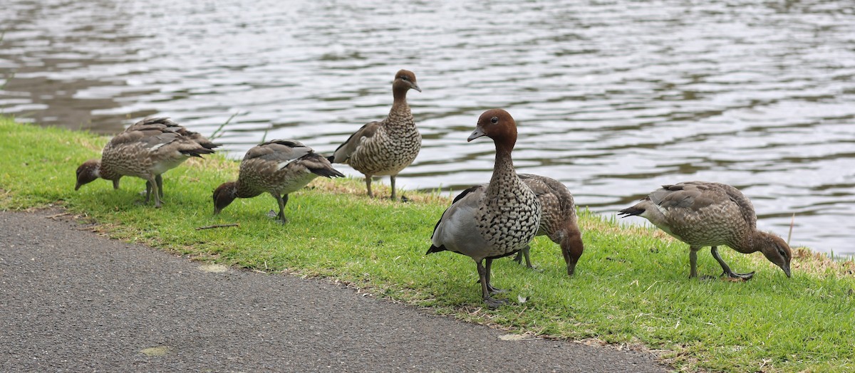 Maned Duck - ML646798127