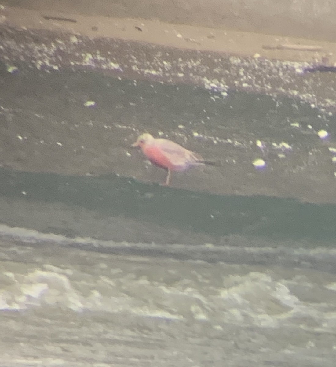 Ring-billed Gull - ML646798128