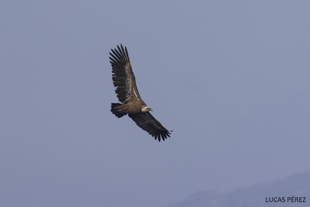 Sai arrea - ML646798129