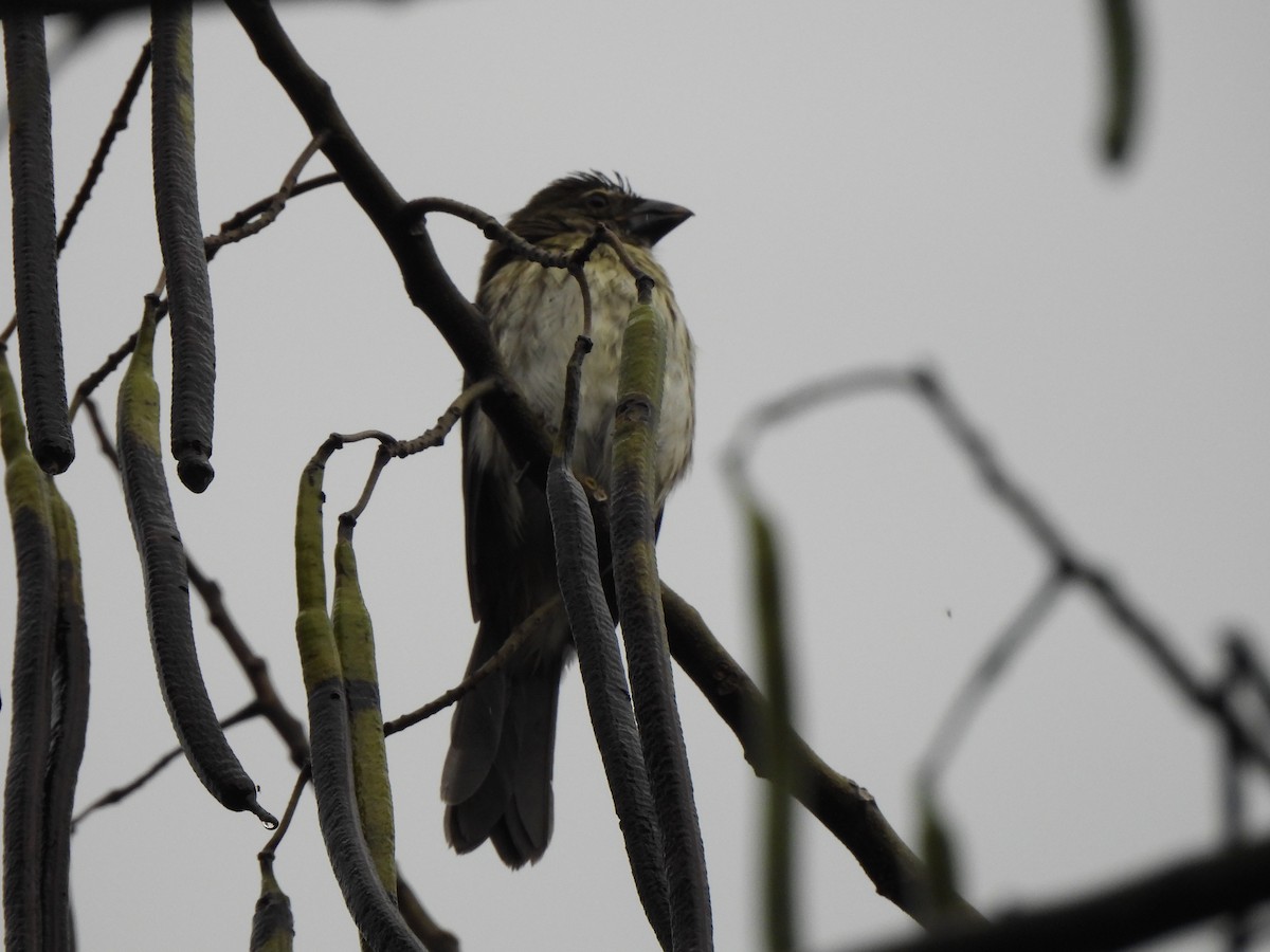 Pepitero Grisáceo del Caribe - ML646798130