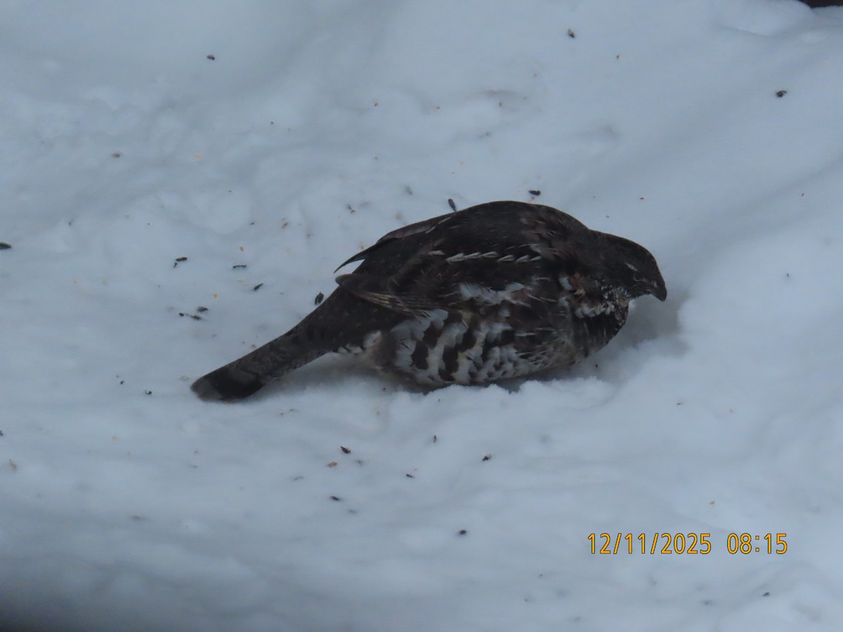 Воротничковый рябчик - ML646798131