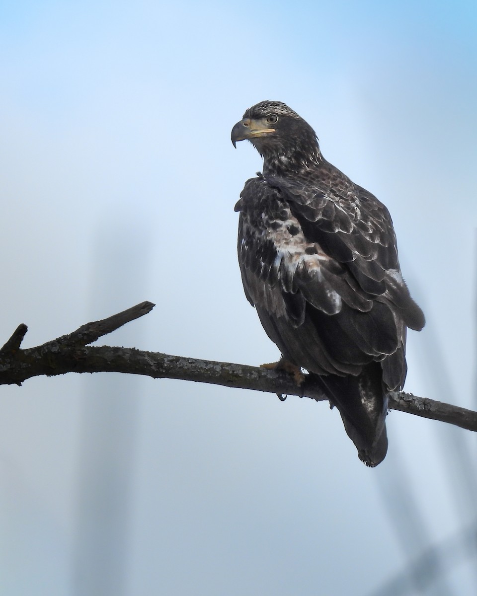 Pygargue à tête blanche - ML646798134