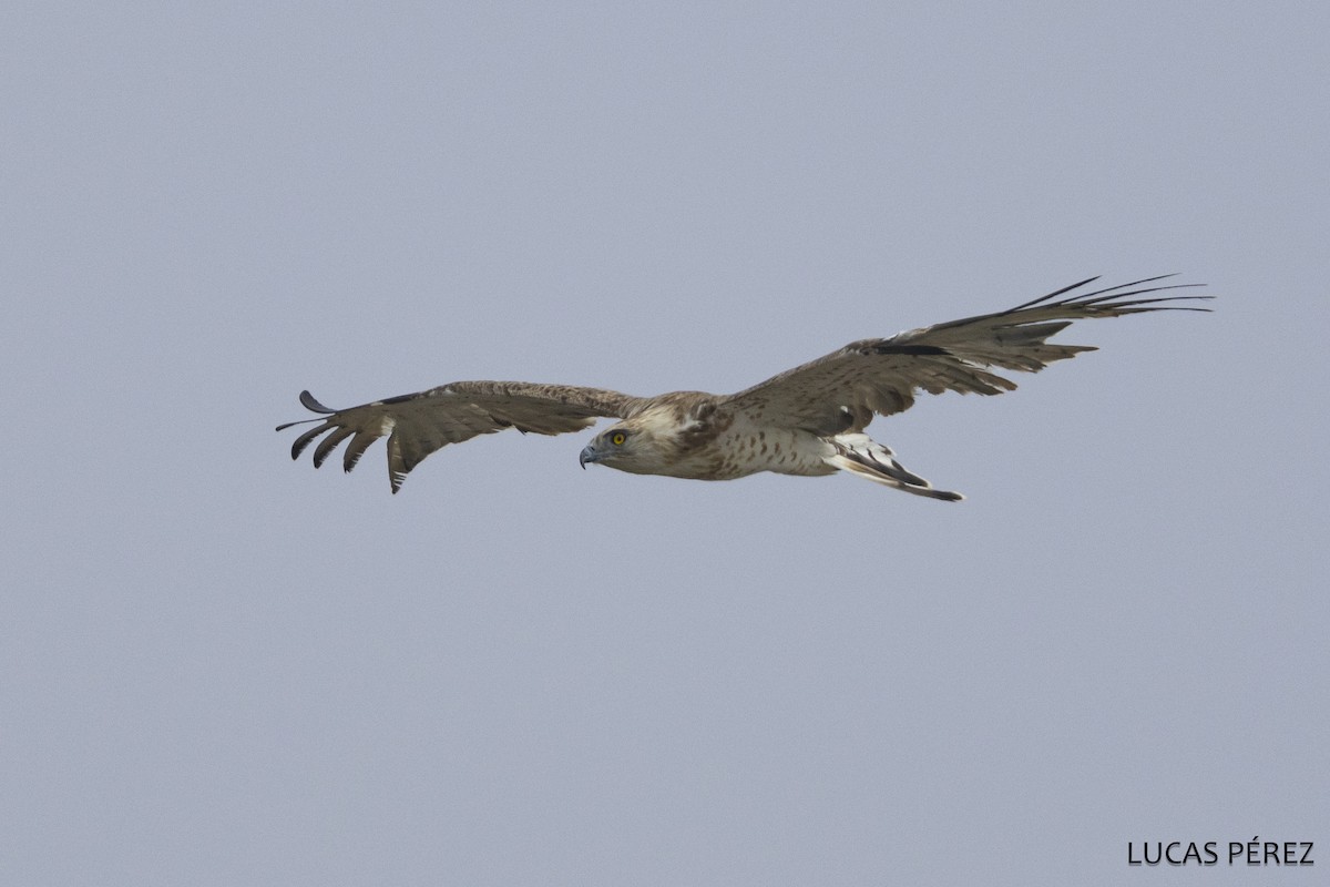 Sugezale eurasiarra - ML646798138