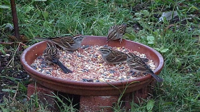 Chipping Sparrow - ML646798145