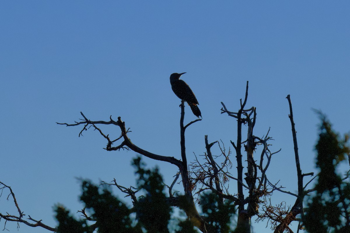 Northern Flicker - ML646798147