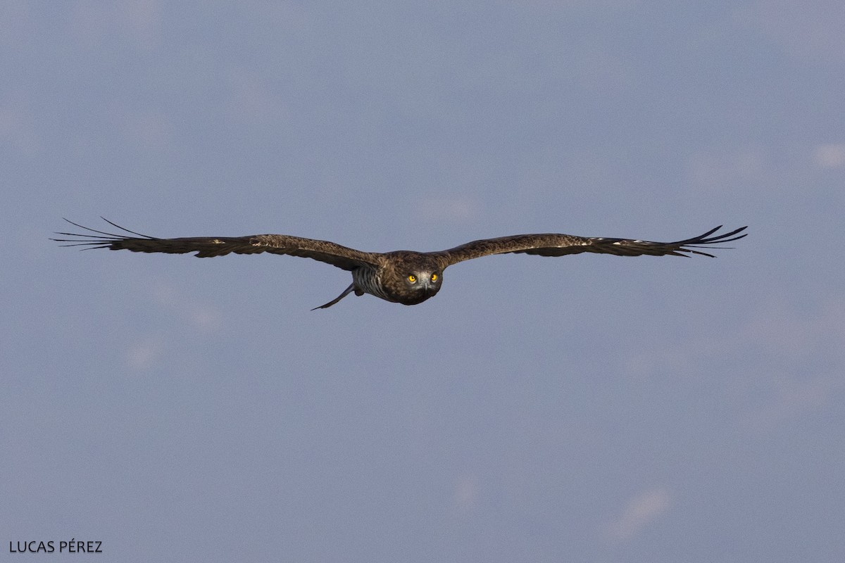 Sugezale eurasiarra - ML646798148